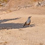 Anza Valley is home to California’s state bird
