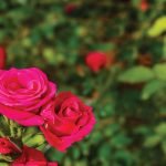 Rose Care FUNdamentals for December 2021