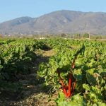 Winter gardening tips for high country residents