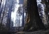 Thousands of giant sequoias killed in California wildfires