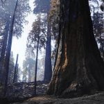 Thousands of giant sequoias killed in California wildfires