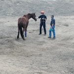 Horse rescue near Lake Skinner successful