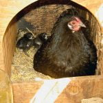 Salmonella in backyard chicken flocks can cause concern