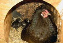 Salmonella in backyard chicken flocks can cause concern