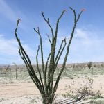 Chrystie Murphy shares wildflower photos with Anza Valley