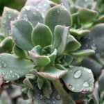 Cold Rainstorms to Anchor over Inland Region Today Through Christmas