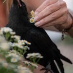 Crows and ravens thrive in Anza