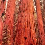How the weather affects California’s giant redwood trees