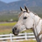 Heavenly Horse Haven in Need of Volunteers