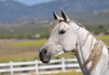 Heavenly Horse Haven in Need of Volunteers