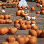 Temecula Pumpkin Festival featuring giant gourds, rides, wine now open