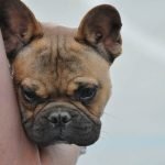 Animal activists warn of bad rescues