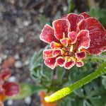Winter frost is beautiful to see but dangerous to plants