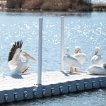 Pelicans visit Lake Riverside Estates