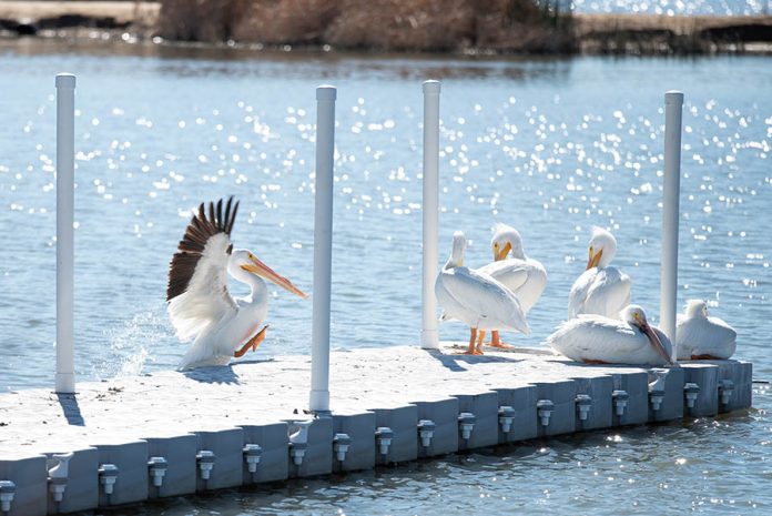 01-28-22-ANZA-Pelicans visit LRE-Cphoto-1
