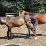 Winter requires feed changes for horses