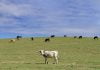 Cows ‘moo-ve’ in to graze French Valley hills
