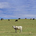Cows ‘moo-ve’ in to graze French Valley hills