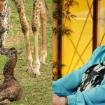 San Diego Zoo welcomes new giraffe on Betty White’s 100th birthday