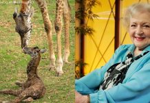 San Diego Zoo welcomes new giraffe on Betty White’s 100th birthday