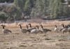 Canada geese prepare for nesting season in Lake Riverside Estates