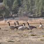 Canada geese prepare for nesting season in Lake Riverside Estates