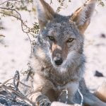 Coyote mating season increases threats to pets and livestock