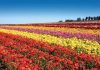 San Diego’s iconic Flower Fields at Carlsbad Ranch beckons locals and travelers to “Escape Into Color