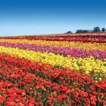 San Diego’s iconic Flower Fields at Carlsbad Ranch beckons locals and travelers to “Escape Into Color