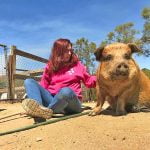Anza pet pig survives dog pack attack