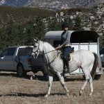 Horse safety tips for motorists