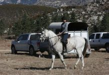 Horse safety tips for motorists