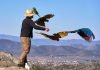 Colorful parrots fly free in the San Jacinto Valley