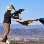Colorful parrots fly free in the San Jacinto Valley