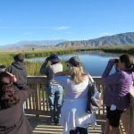 EMWD’s wetlands offers behind-the-scenes view of bird life
