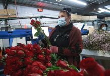 Valentine bouquets grow in Rainbow
