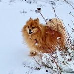 Fluffy dog enjoys fresh snow