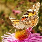 Painted Lady butterflies expected in Anza