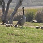 Take care with wildlife offspring