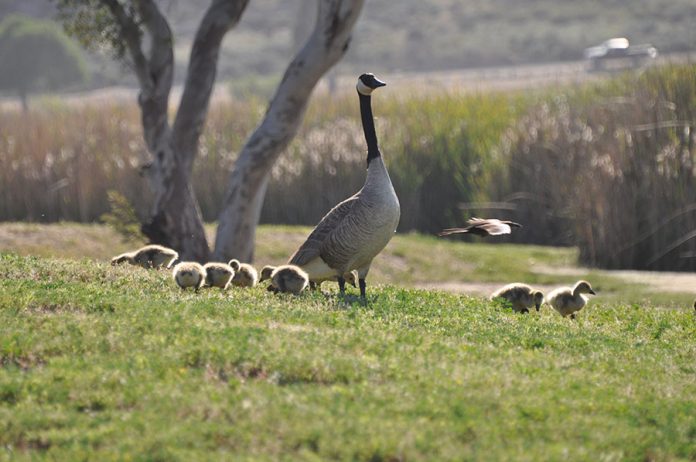 03-18-22-ANZA-Take care near wildlife-DSphoto