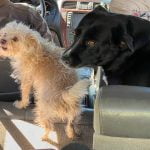 Dogs enjoy AEC/FIND mobile food pantry