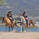 Equine disease outbreak postpones events
