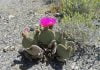 Beavertail cactus adds to wildflower bloom