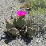 Beavertail cactus adds to wildflower bloom