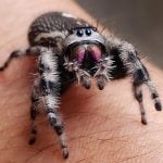 Jumping spiders stalk prey in Anza
