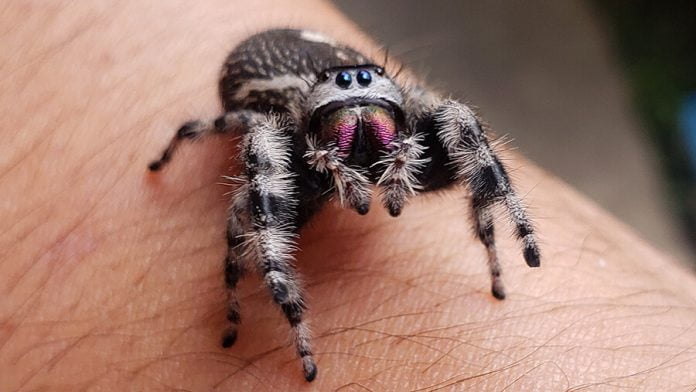 04-01-22-ANZA-Jumping spiders stalk prey in Anza-Cphoto