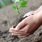 Temecula to celebrate Arbor Day with tree planting ceremony