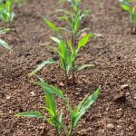 Gardening advice from Anza Valley residents