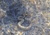 Rattlesnakes are becoming active in the Anza Valley
