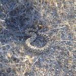 Rattlesnakes are becoming active in the Anza Valley